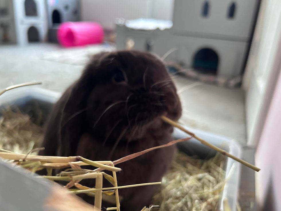 Rabbit eating hay