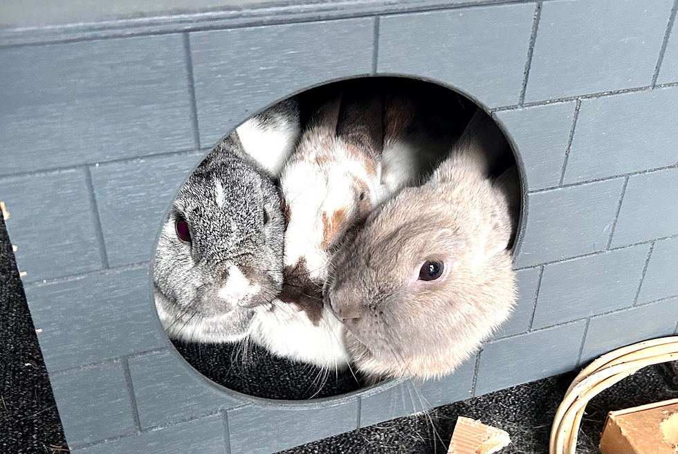 Rabbits cuddling