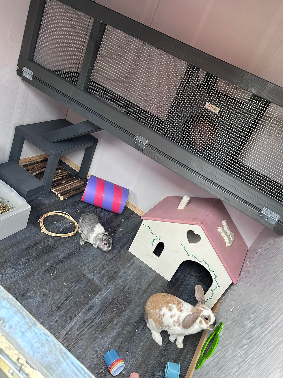 Inside area of outdoors enclosure rabbits