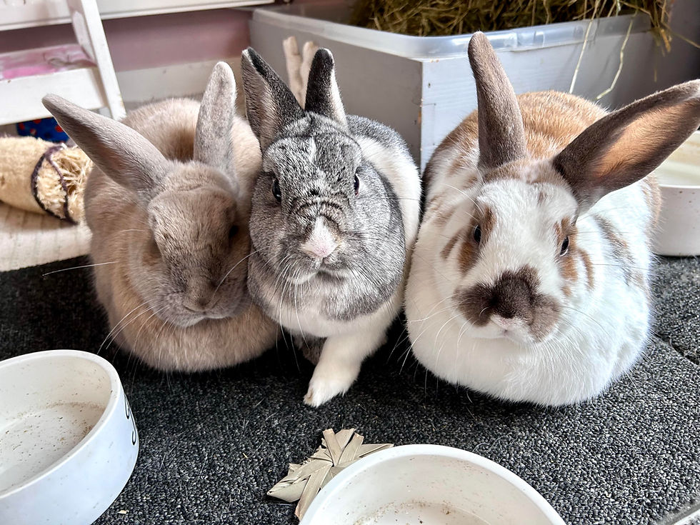 Indoor free roam rabbits