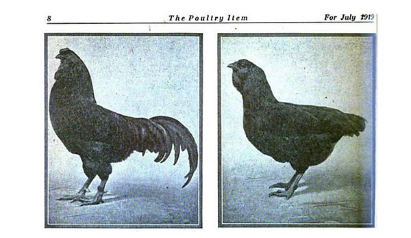 historical Mahogany Russian Orloff