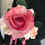 サムネイル： きれいに咲いたピンクローズのコサージュ