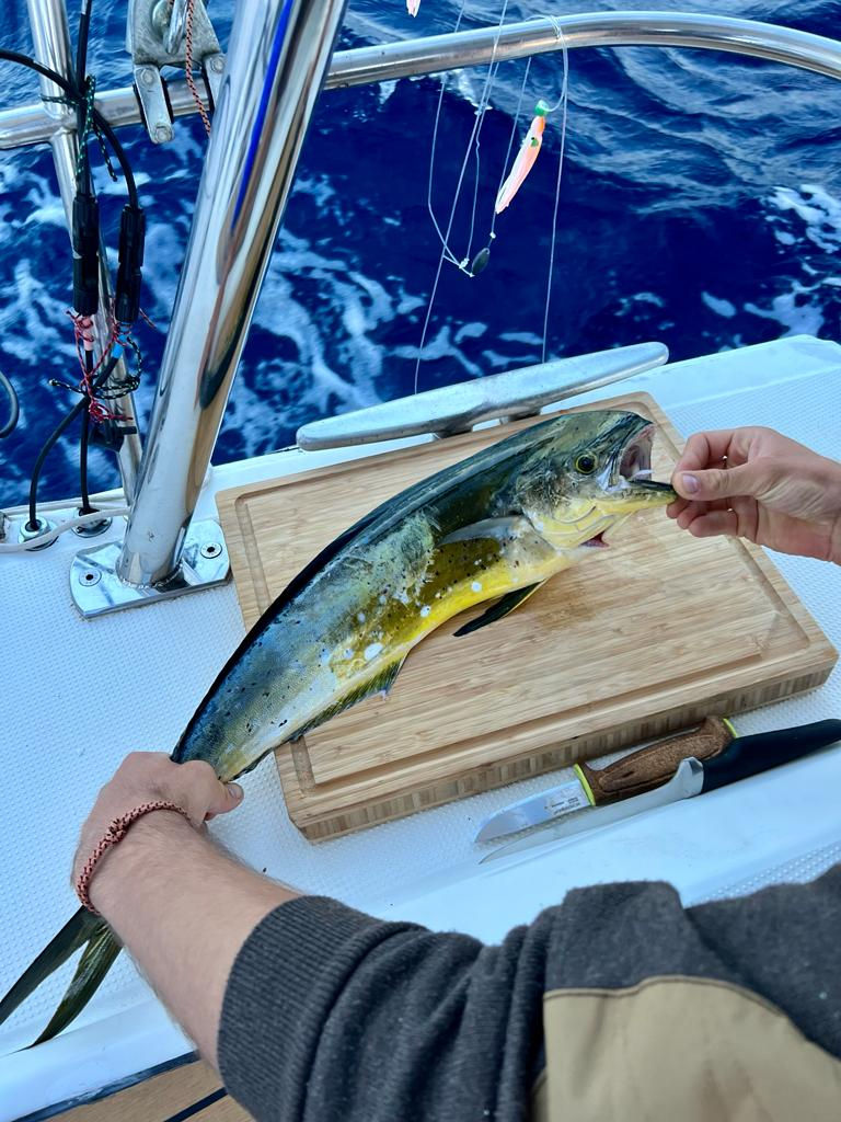 Mahi Mahi fischen auf Segelschiff