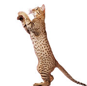 Вакцинация кошек на дому