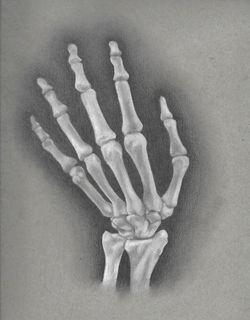 Hand Bones