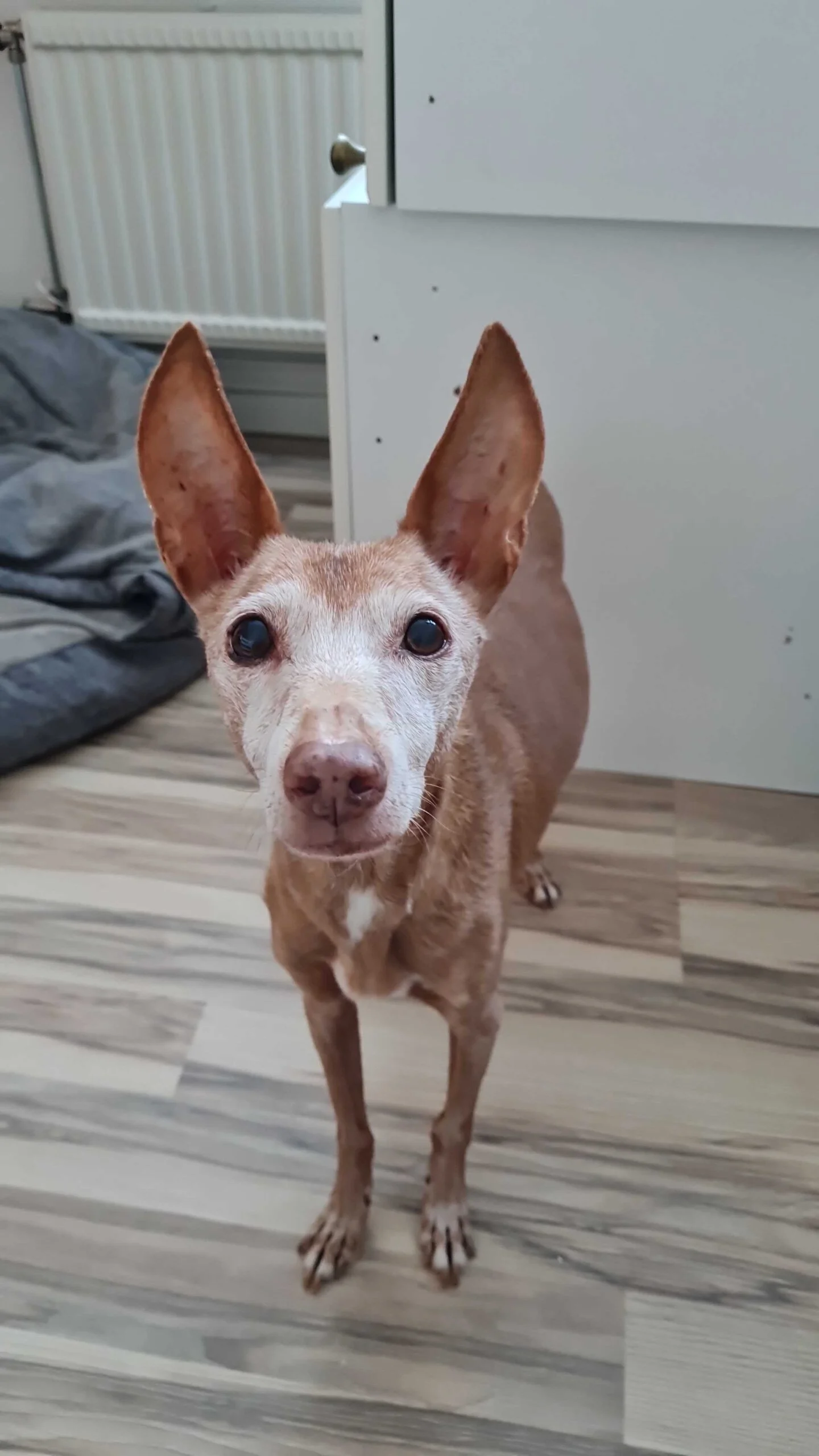 En närbild på en liten hund