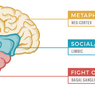 IL CERVELLO TRINO