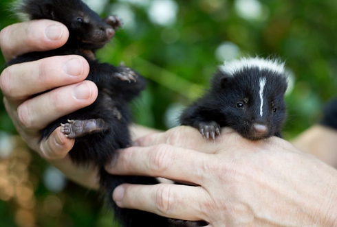 Skunks 3_edited.png
