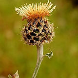 Centaurea_clementei_TRN_20070526_CO_Rute