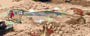 בקבוק עם פתק שנשטף לחוף ים