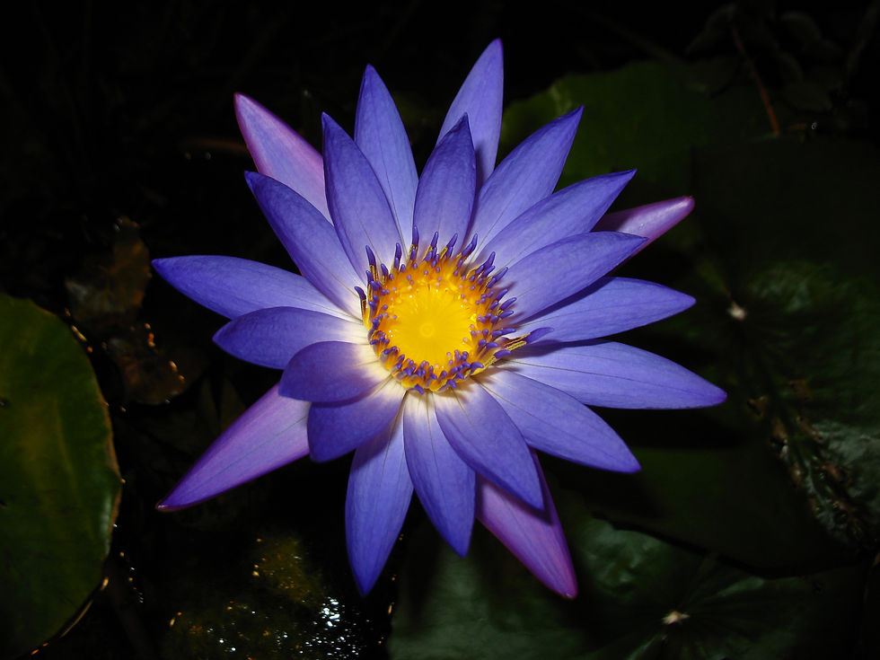 20110522_HH_026980.JPG