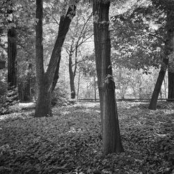 Oaks and Redwood, Napa Senior Center, Napa, CA