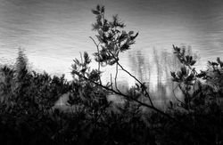 Napa River and Branches, Napa, CA