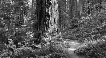 Old Growth Redwood, James Irvine Trail, Prairie Creek Redwoods, S.P., CA.jpeg