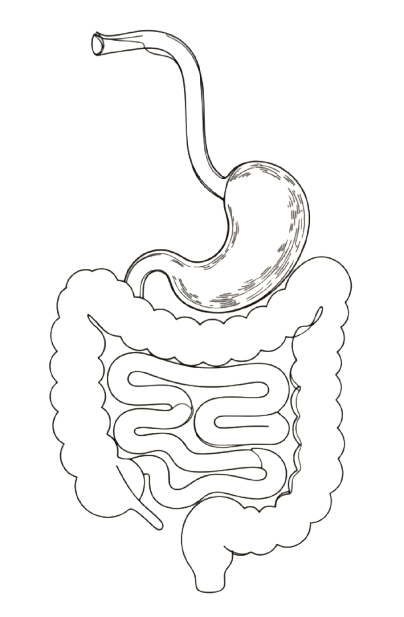 the gut.png