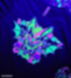 Thumbnail: Tshirt - Bat Sh*t Crazy | UV Blacklight Reactive on BLACK Tee
