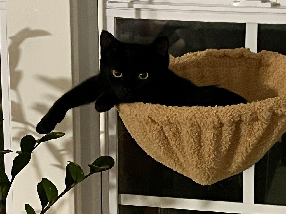 Kitten resting In a Cat tree Basket