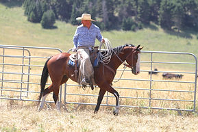 Boomer - ranch horse