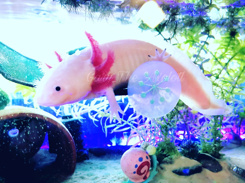 Can I put a snail with my axolotl