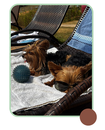 site gm pet health (9).png
