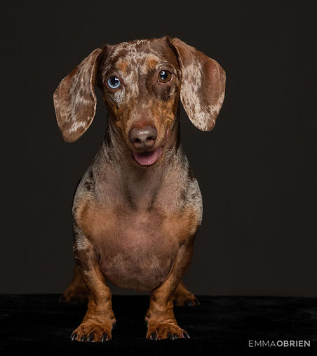 dachshund-by-emma-obrien