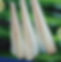 image1.jpeg
