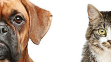 A PET POLICY MAKEOVER