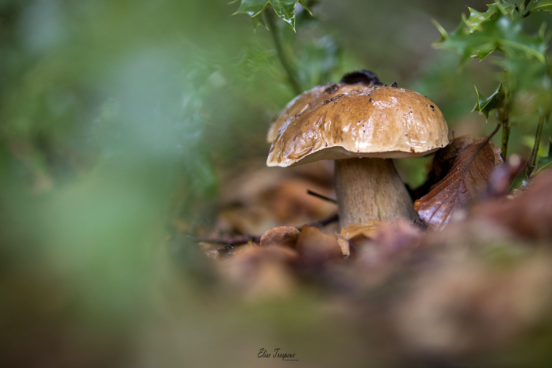 La star de l'automne