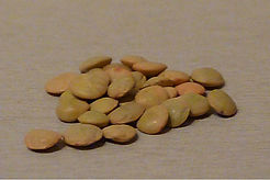  עדשים - לפני הנבטה