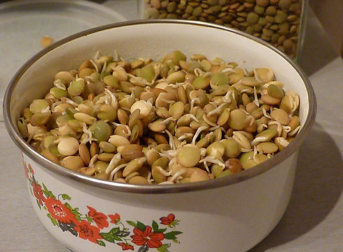 עדשים מונבטות