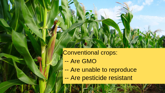 conventional crops dangers in a field of corn