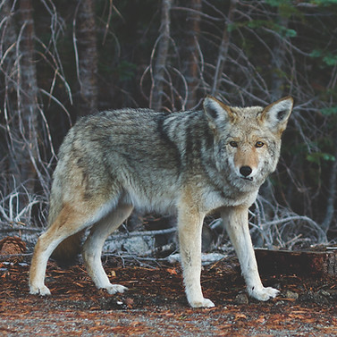 Wolf
