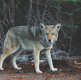 Wolf
