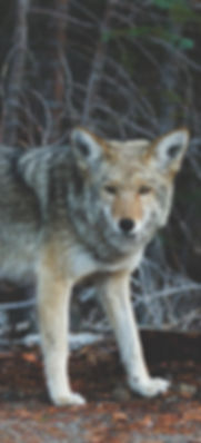Wolf