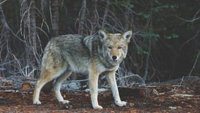 Feeling like the lone wolf