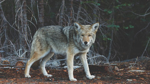 Feeling like the lone wolf