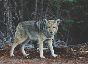 Werewolf