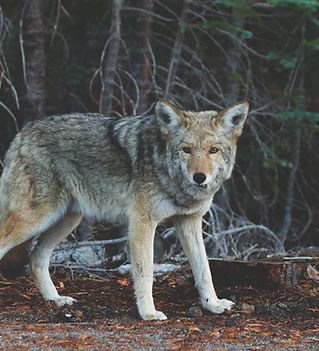 Wolf
