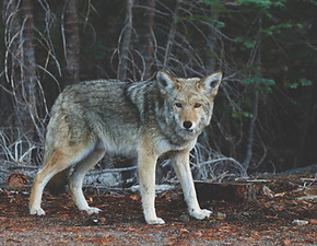 Wolf