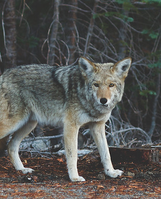 Wolf