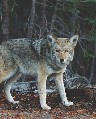 Wolf