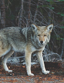 Wolf