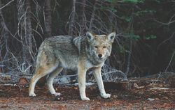 Wolf