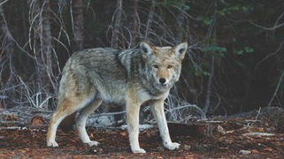 El Gobierno deja al ganadero y a la ganadería extensiva en las fauces del lobo   