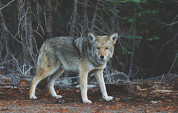Loup chaman