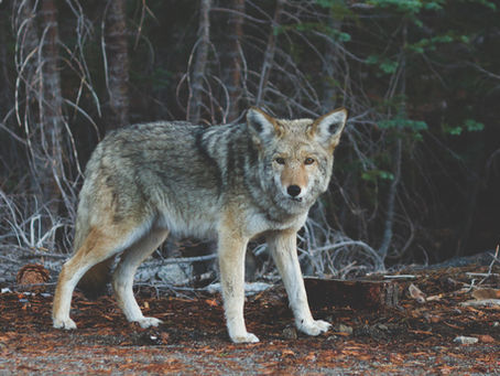 El lobo y el perro