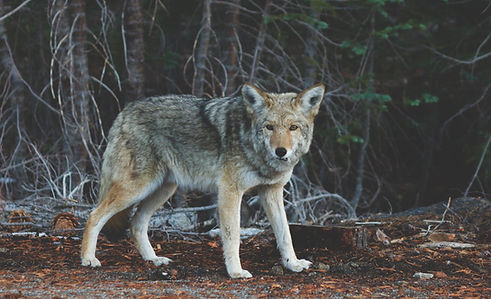 Wolf