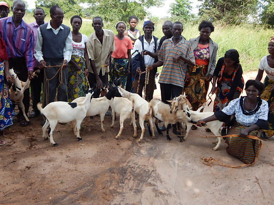 ZNAPD MEMBERS BENEFITING FROM THE GOAT REVOLVING SCHEME SUPPORTED BY FPD