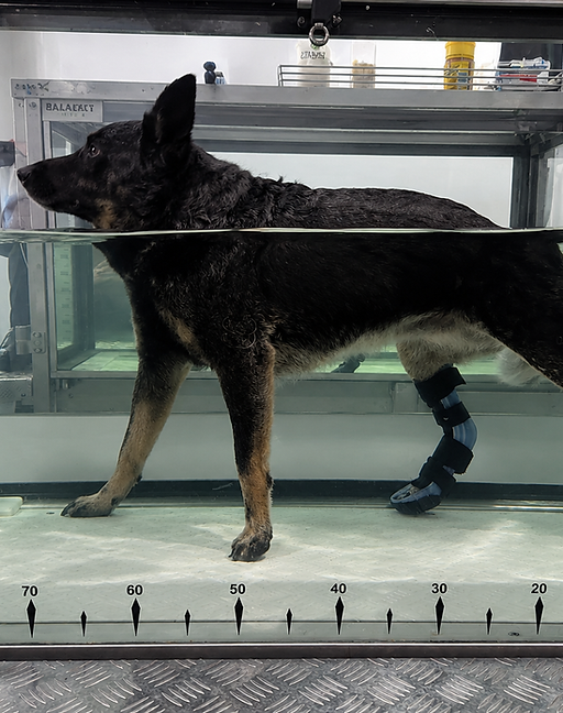 Achilles rupture rehab.png