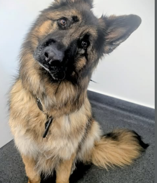 german shepherd dog rehab.png